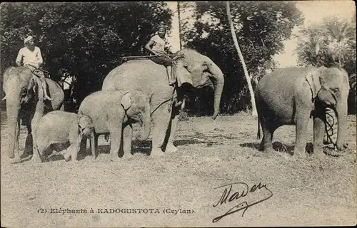 Ak Colombo Ceylon Sri Lanka, Elefanten in Kadogustota