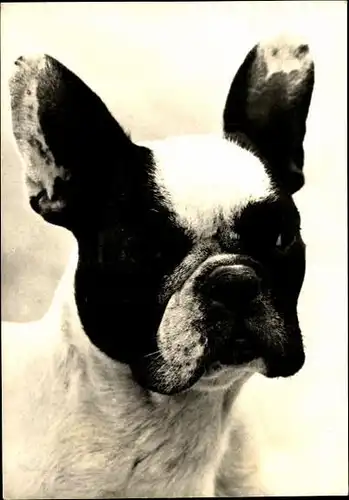 10 alte Ak Hunde, diverse Ansichten