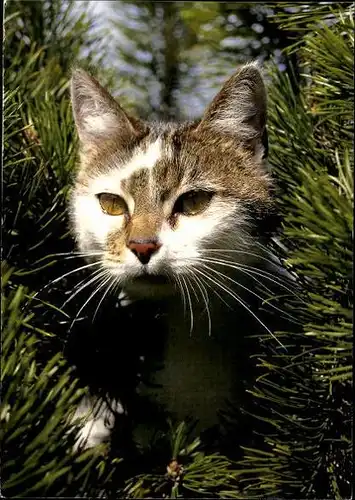 10 alte Ak Hauskatzen, diverse Ansichten