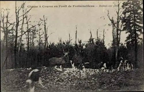 Ak Fontainebleau Seine et Marne, Wald, Chasse a Courre, Hallali zu Fuß