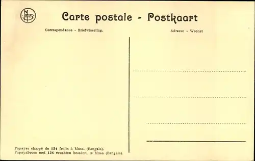 Ak Bangala RD Kongo Zaire, Papayabaum beladen mit 134 Früchten nach Musa