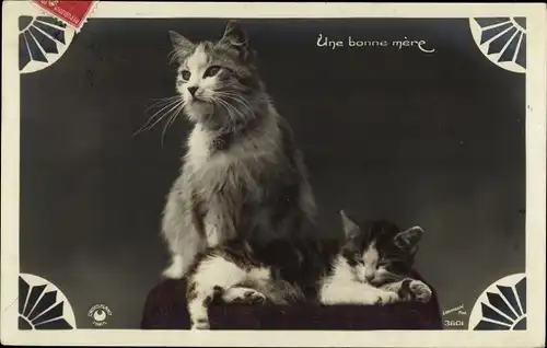 Ak Katzen, Katzenmutter mit jungem Kätzchen