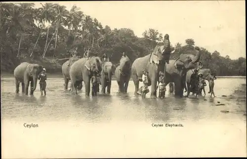 Ak Ceylon Sri Lanka, Elefanten mit ihren Führern