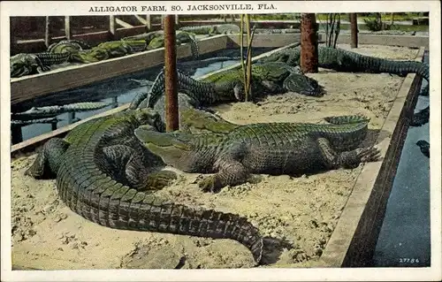 AK Jacksonville Florida USA, Alligatorfarm