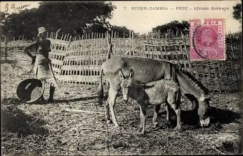 Ak Peri Gambia, afrikanische Esel