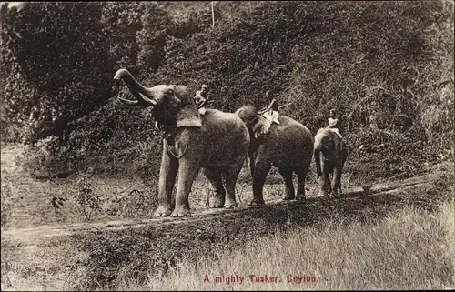 Ak Sri Lanka Ceylon, A mighty Tusker, Elefanten