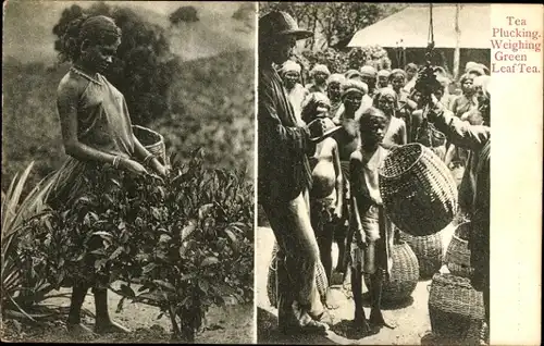 Ak Ceylon Sri Lanka, Tea plucking, Weighing green leaf tea, Teeernte, Abwiegen der Körbe
