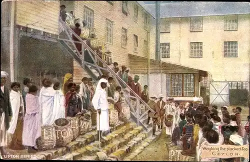 Künstler Ak Ceylon Sri Lanka, Weighing the plucked Tea, Lipton Series