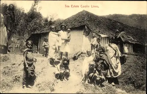 Ak Ceylon Sri Lanka, Teeernte, Teeplantagen-Coolie-Linie