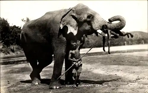 Ak Ceylon Sri Lanka, Elefant mit Mahut, Mann liegt auf einem Stoßzahn