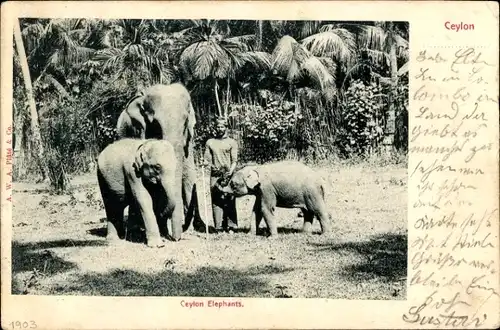 Ak Sri Lanka, Elefanten, Führer