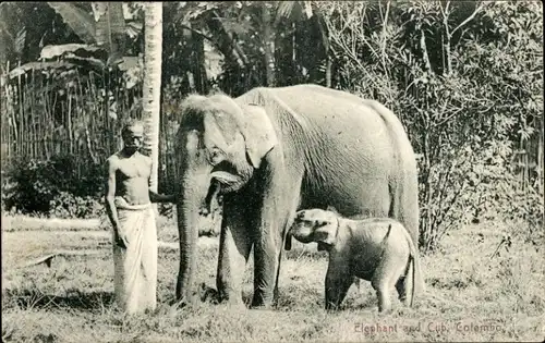 Ak Sri Lanka, Elefant mit Jungtier, Einheimischer