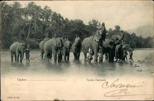 Ak Sri Lanka, Elefantenherde, Einheimische