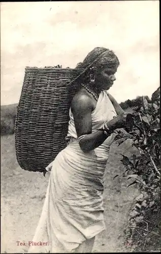 Ak Tea Plucker, Tee-Pflückerin mit Korb