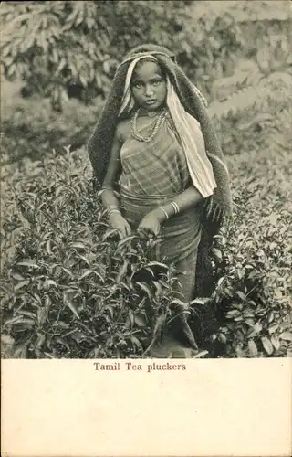 Ak Tamil Tea Plucker