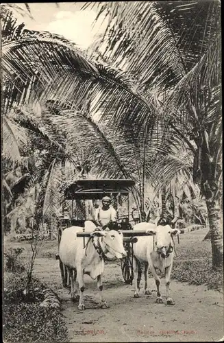 Ak Ceylon Sri Lanka, Bullock travelling wagon, Rinderfuhrwerk, Palmen