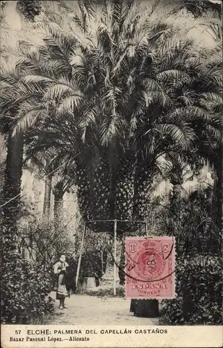 Ak Elche Valencia Spanien, Palmera del Capellan Castanos