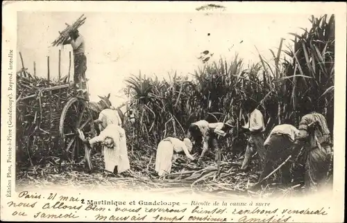 Ak Martinique und Guadeloupe, Zuckerrohrernte, Récolte de la canne à sucre