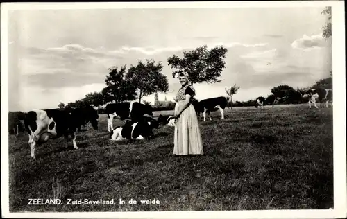 Ak Zeeland Niederlande, Zuid-Beveland, Zeeuwsche Klederdracht, In de weide