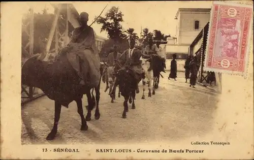 Ak Saint Louis Senegal Senegal, Karawane der Trägerochsen