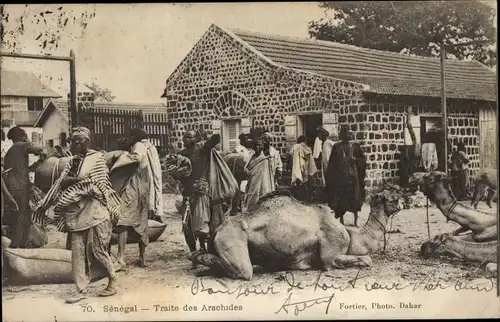 Ak Senegal, Peanut Trade, Handel mit Erdnüssen, Kamele