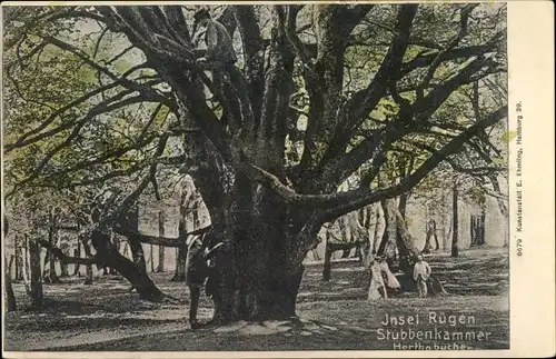 Ak Stubbenkammer Sassnitz auf Rügen, Herthabuche