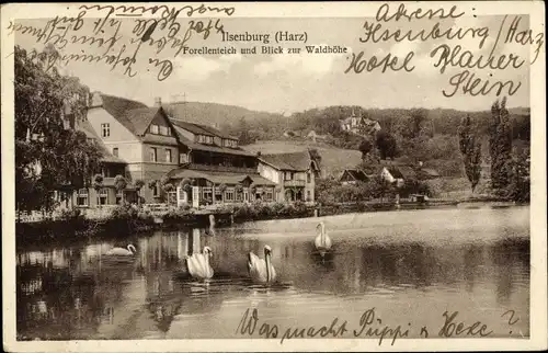 Ak Ilsenburg im Harz, Forellenteich, Waldhöhe, Schwäne