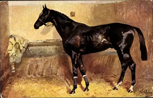 Künstler Ak Junges Pferd im Stall