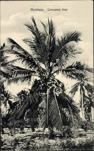 Ak Mombasa Kenia, Kokosnussbaum