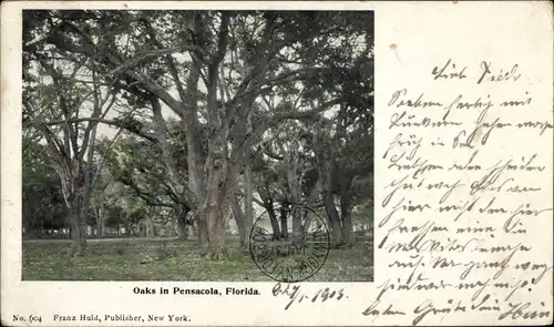 Ak Pensacola Florida USA, Oaks