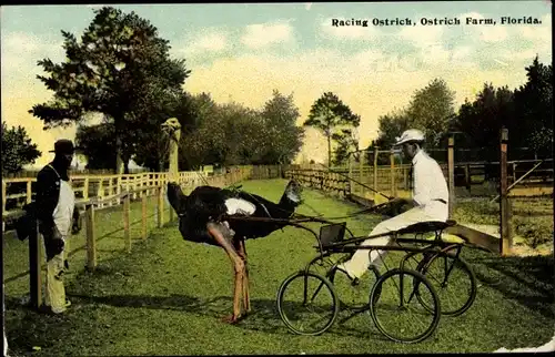 Ak Florida USA, Rennstrauß, Bauernhof