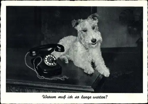 Ak Warum muss ich so lange warten, Hund neben einem Telefon