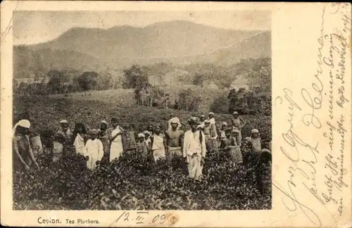 Ak Ceylon Sri Lanka, Teepflücker auf dem Feld