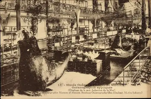 Ak Monaco, Musée Oceanographie appilquée, Elephant de la mer