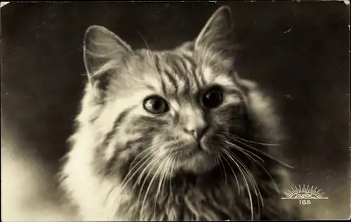 Ak Getigerte langhaarige Katze, Tierportrait