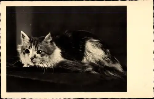 Ak Langhaarige Katze, liegend, Tierportrait