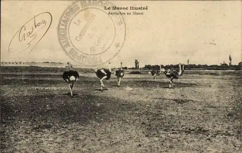 Ak Marokko, Die Strauße des Sultans