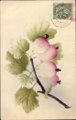 Präge Ak Johannisbeeren, Blätter, Obst