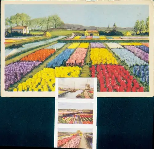 Leporello Ak Bollenstreek Niederlande, Tulpenfeld, Blumen, Windmühle