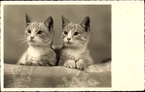 Ak Zwei junge getigerte Katzen, Amag 66770/3