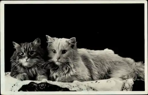 Ak Zwei langhaarige Katzen, Amag 416