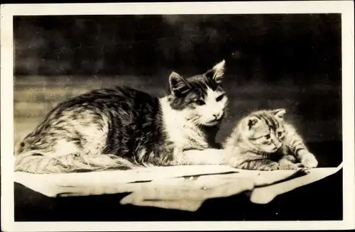 Ak Katzen, Katzenmutter mit Kätzchen