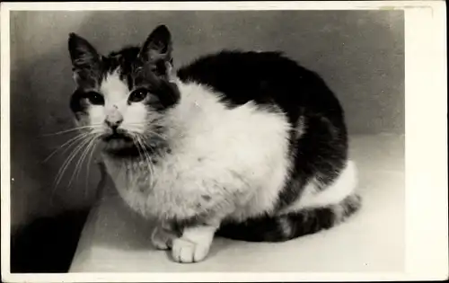 Ak Sitzende Katze, Tierportrait