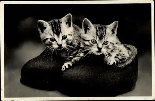 Ak Zwei junge getigerte Katzen