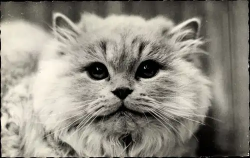 Ak Langhaarige Katze, Tierportrait