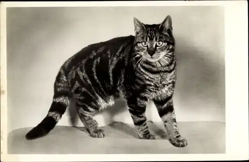 Ak Getigerte Katze, Tierportrait