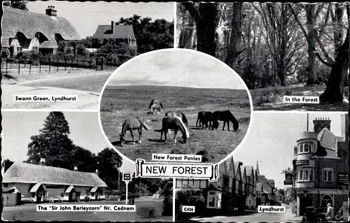 Ak New Forest Hampshire England, Ponys, Lyndhurst, Swann Green, Wald