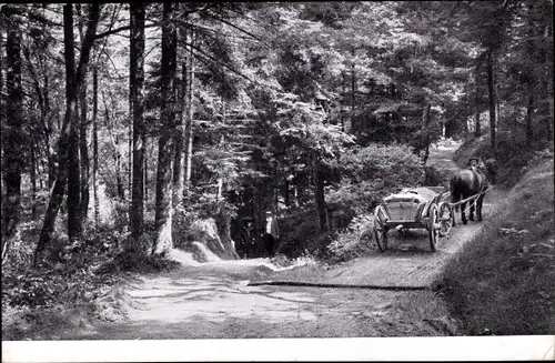 Ak Badenweiler im Schwarzwald, Waldpartie bei den Blauen Steinen