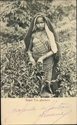 Ak Ceylon Sri Lanka, tamilische Teepflücker