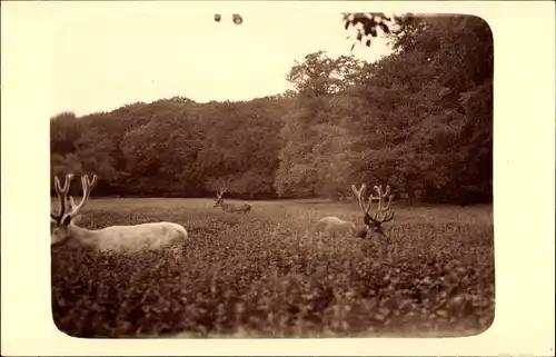 Ak Klampenborg Dänemark, Wildpark